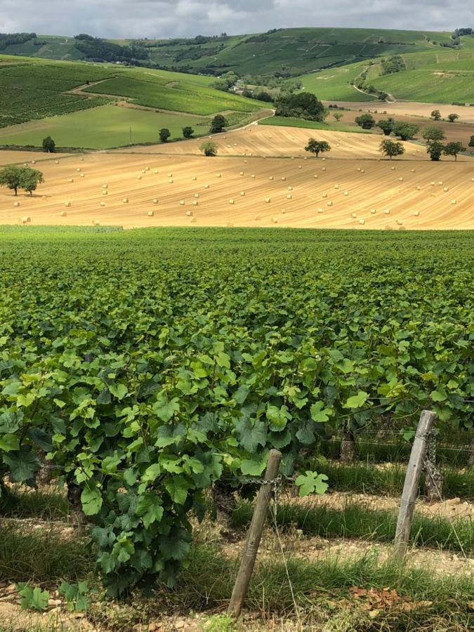 Sancerre Sunflower - Tournesol De Sancerre Exteriör bild